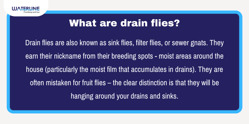How to Get Rid of Drain Flies Definition Drain Flies Infographic 1