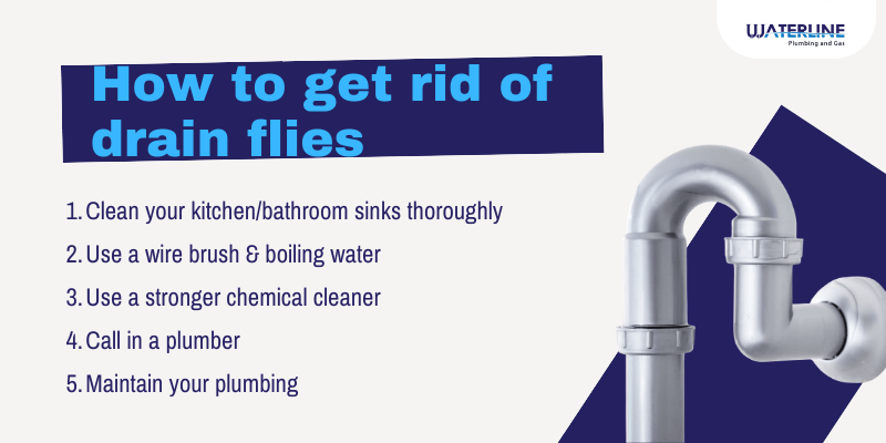 How to Get Rid of Drain Flies 5 Steps Infographic 2